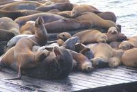 Seelöwen auf Pier 39 in San Francisco