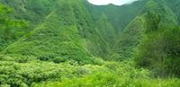 Maui - Inselrundfahrt - Iao Tal