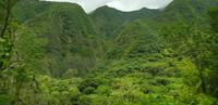 Maui - Inselrundfahrt - Iao Tal