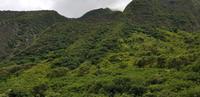 Maui - Inselrundfahrt - Iao Tal