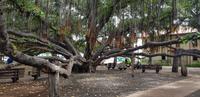Maui - Inselrundfahrt - Banyan Tree