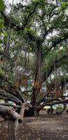 Maui - Inselrundfahrt - Banyan Tree