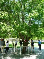 Survivor Tree am 9/11 Memorial 