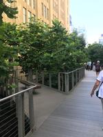 High Line Park