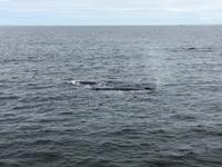 Boston - Walbeobachtung