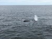 Boston - Walbeobachtung