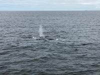 Boston - Walbeobachtung