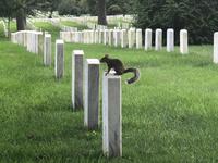 Arlington - Nationalfriedhof