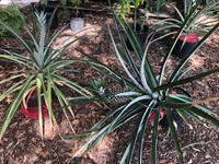 Sanford - Red Hill Groves Ananas 