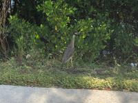 Sanibel Island - Ding Darling Nature Reservat - Graureiher