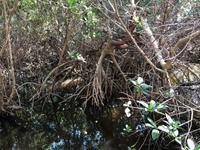 Sanibel Island - Ding Darling Nature Reservat - Mangroven