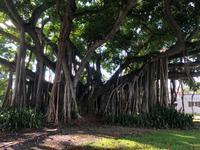 Miami - indischer Banyanbaum 