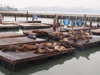 128_San Francisco - Pier 39 an der Fisherman's Wharf