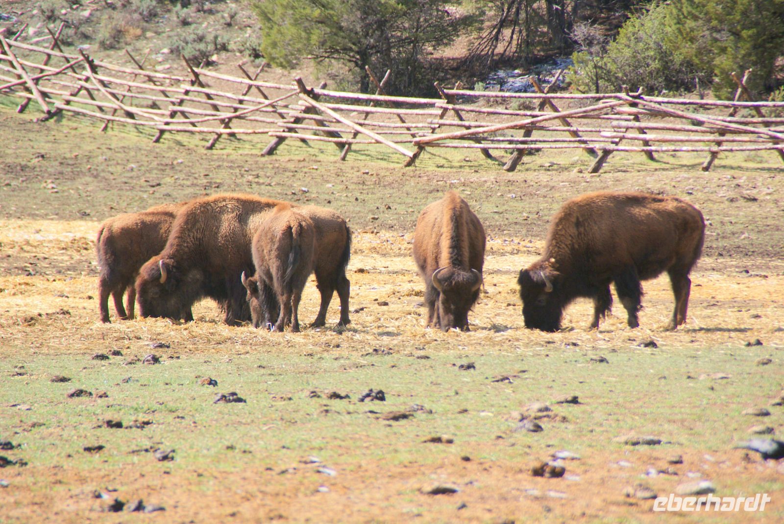 168 Bisons