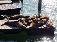 Pier 39, San Francisco