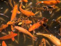 Byodo-in-Tempel, Oahu