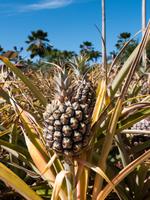 Dole Ananas-Plantage