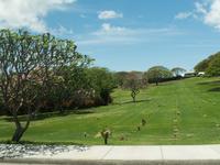 Friedhof Honolulu