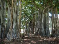 Banyan Tree Honolulu