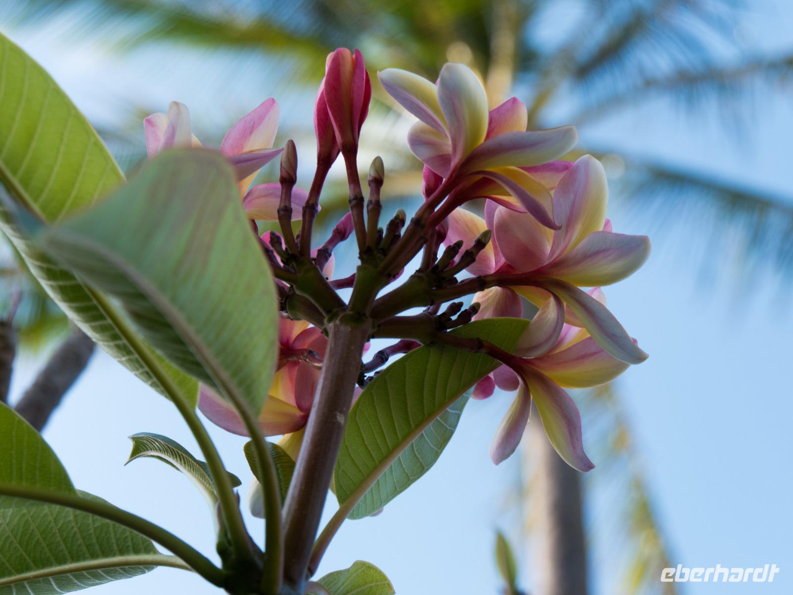 Plumeria/Frangipani