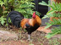 typisches Bild: wilde Hähne