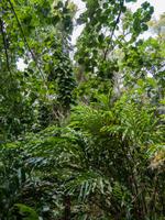 tropischer Regenwald Kauai