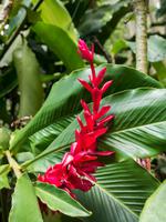 tropischer Regenwald Kauai