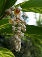 tropischer Regenwald Kauai