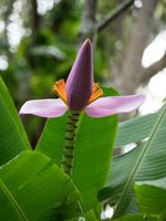 tropischer Regenwald Kauai