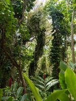 tropischer Regenwald Kauai