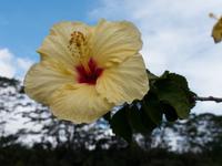 Hibiskus, die Nationalblume von Hawaii