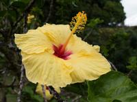 Hibiskus, die Nationalblume von Hawaii