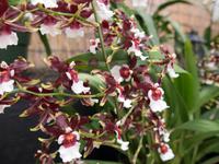 Orchideen-Gärtnerei