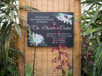Schokoladen-Orchidee