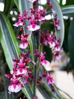 Orchideen-Gärtnerei