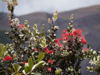Lehua-Blüten im Volcanoes Nationalpark