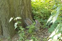 Raubtierfütterung im Central Park