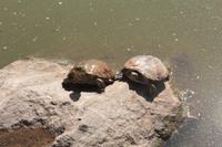 Raubtierfütterung die Zweite