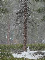 SChneemann im Bryce Canyon 