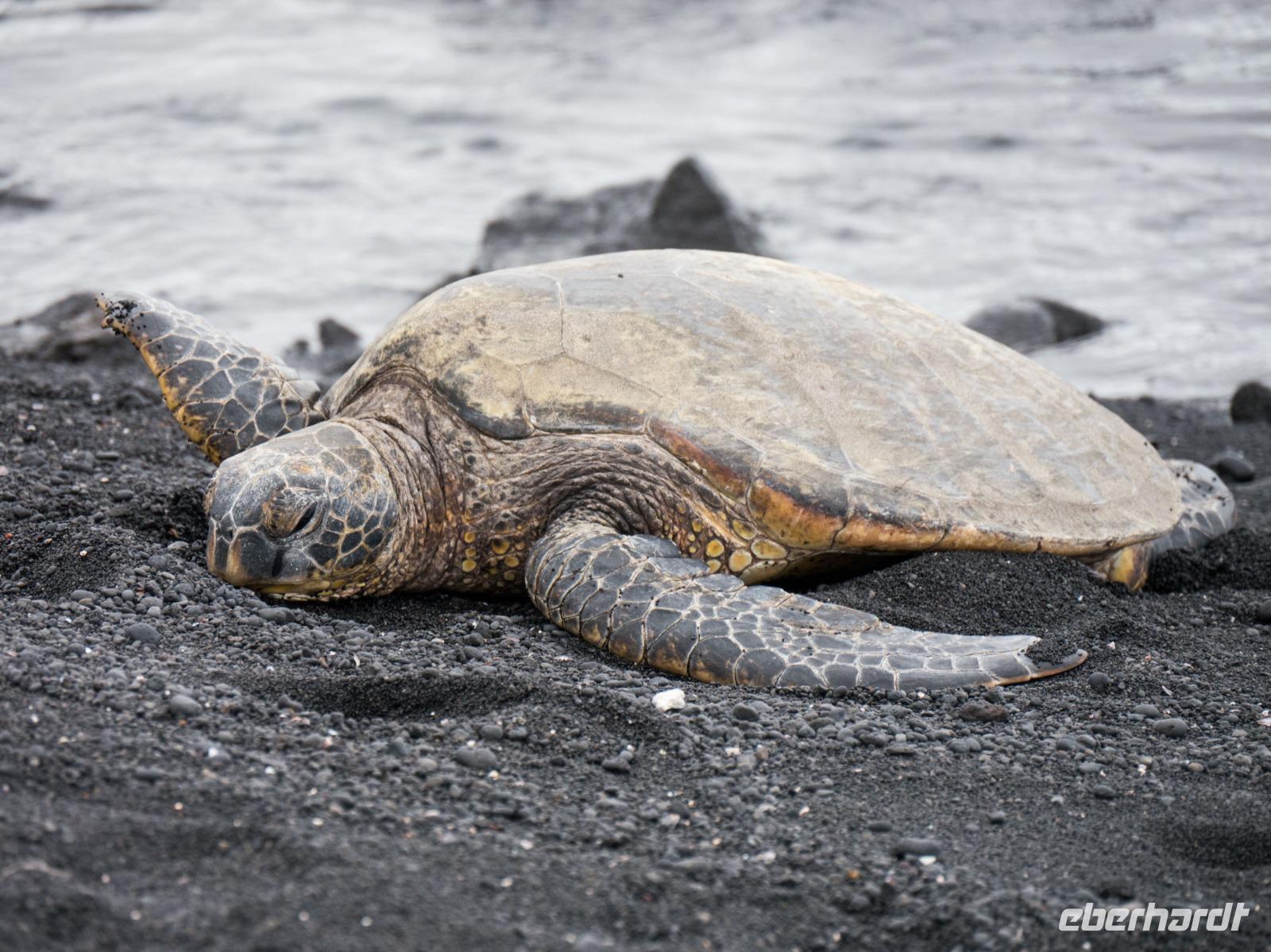 Punalu'u Strand Big Island Hawaii