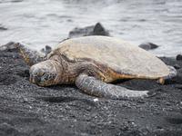 Punalu'u Strand Big Island Hawaii