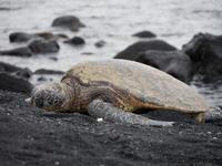 Punalu'u Strand Big Island Hawaii