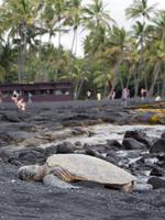 Punalu'u Strand Big Island Hawaii