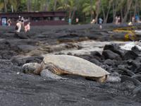 Punalu'u Strand Big Island Hawaii