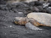 Punalu'u Strand Big Island Hawaii