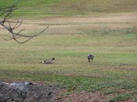 Nationalvogel Hawaiis, die Nene Gans