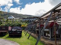 Kaffeeplantage Hawaii