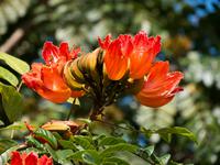 afrikanischer Tulpenbaum