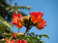 afrikanischer Tulpenbaum