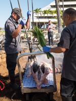 hawaiianischer Erdofen Imu